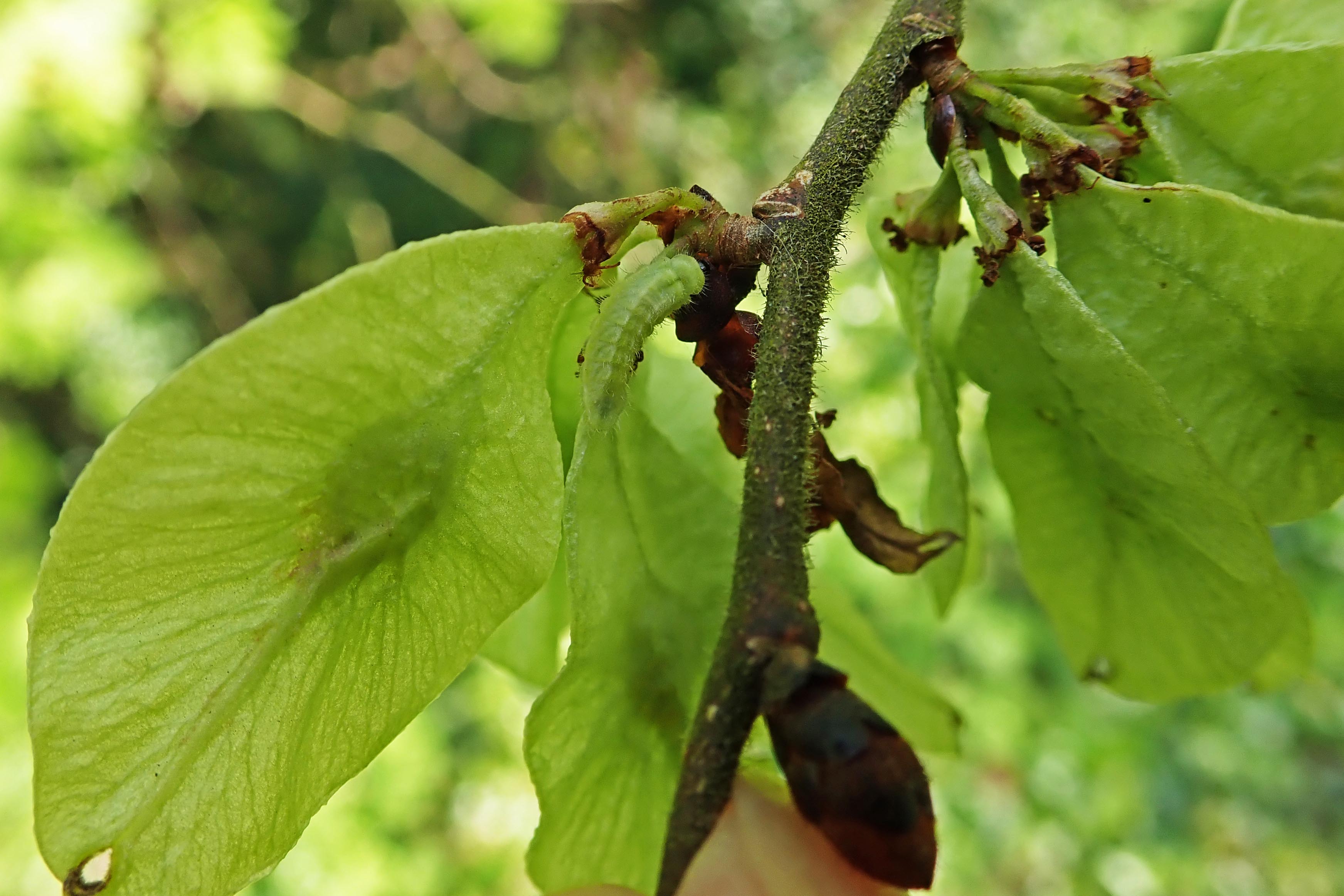 220426 white-letter hairstreak larva (1)