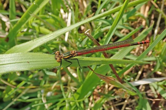 220427 large red damselfly