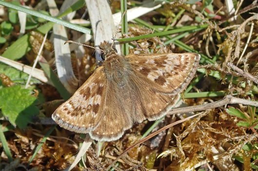 220428 dingy skipper