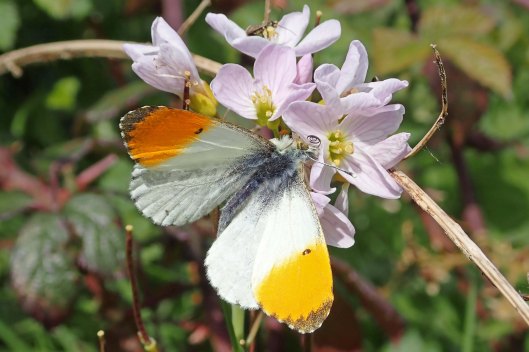 220430 orange tip and spider (1)
