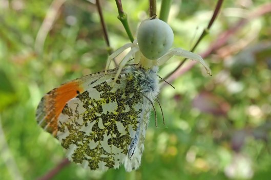 220430 orange tip and spider (2)