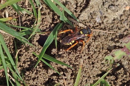 220502 (2) Nomad bee