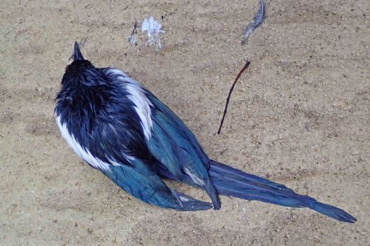 220503 magpie