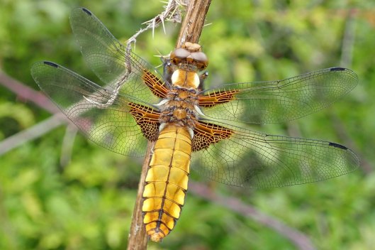 220505 broad-bodied chaser