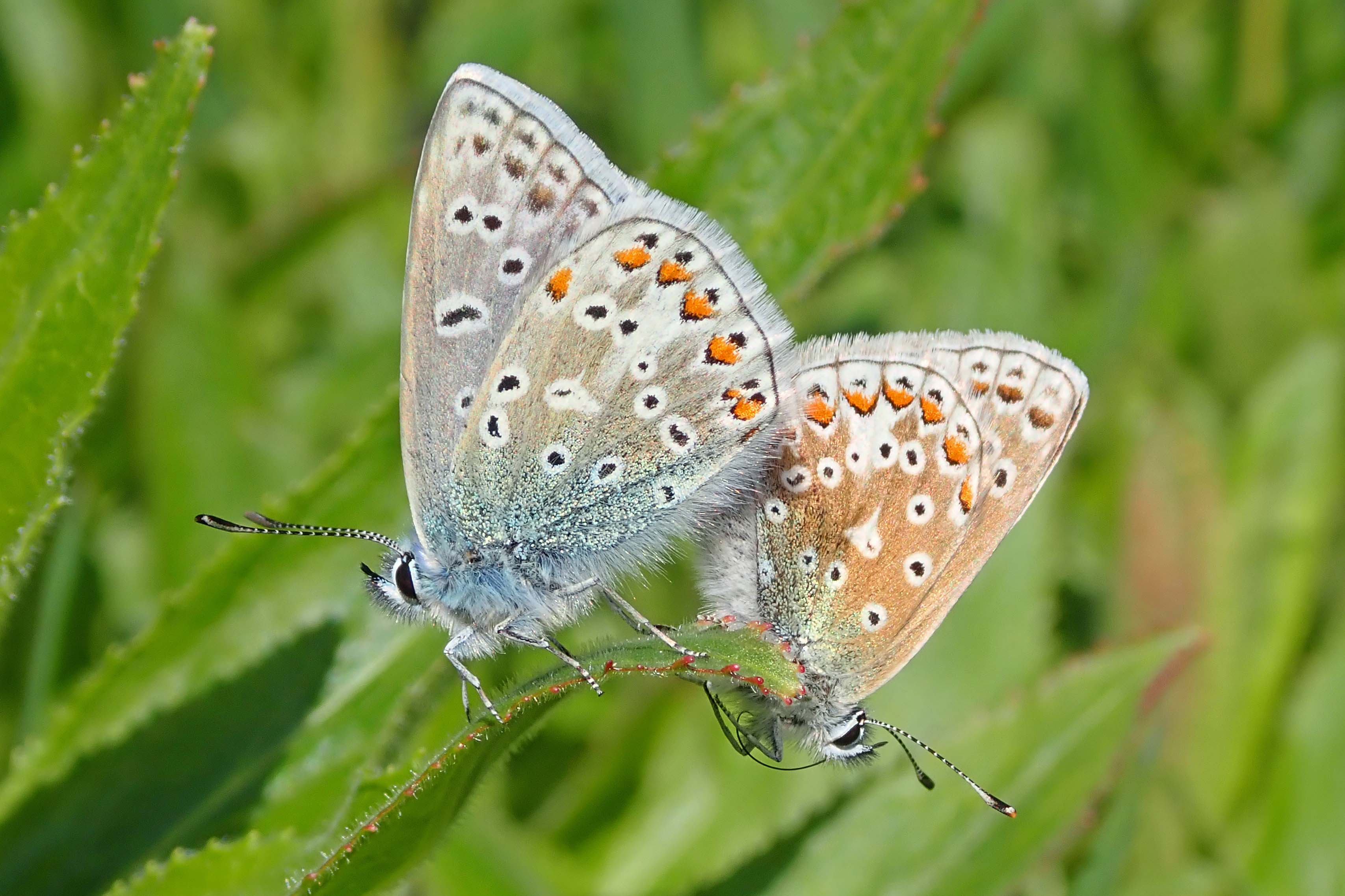 220506 common blue butterflies