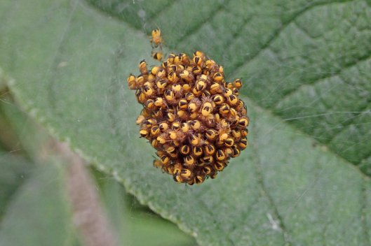 220507 Araneus diadematus (1)