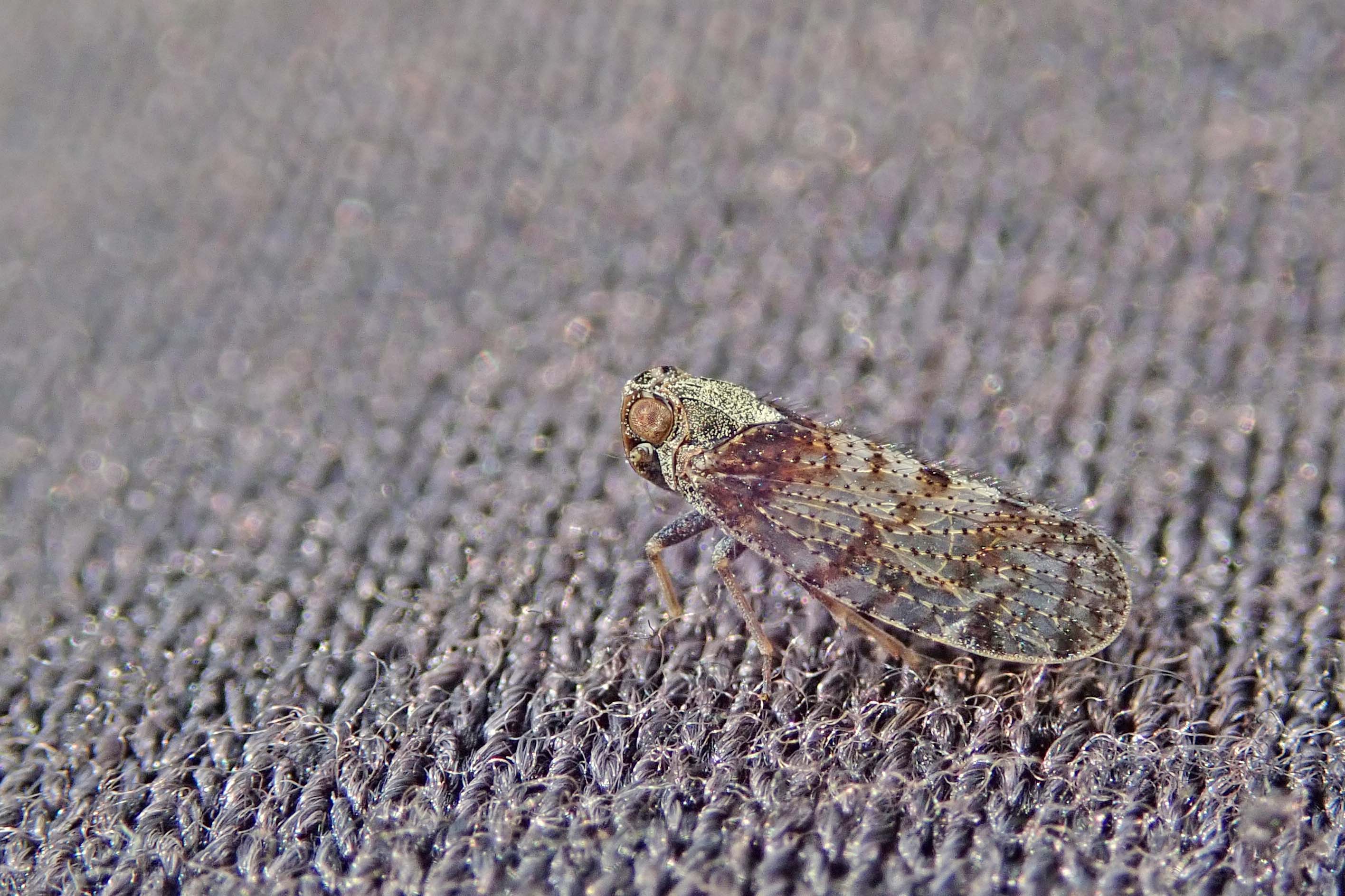 220510 Tachycixius pilosus