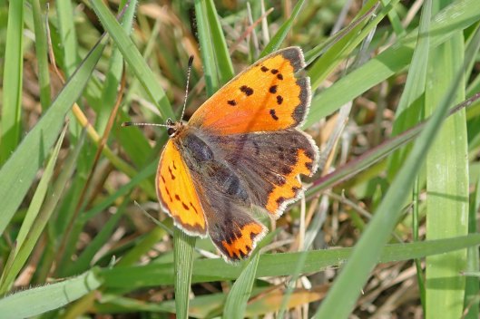 220512 small copper (1)