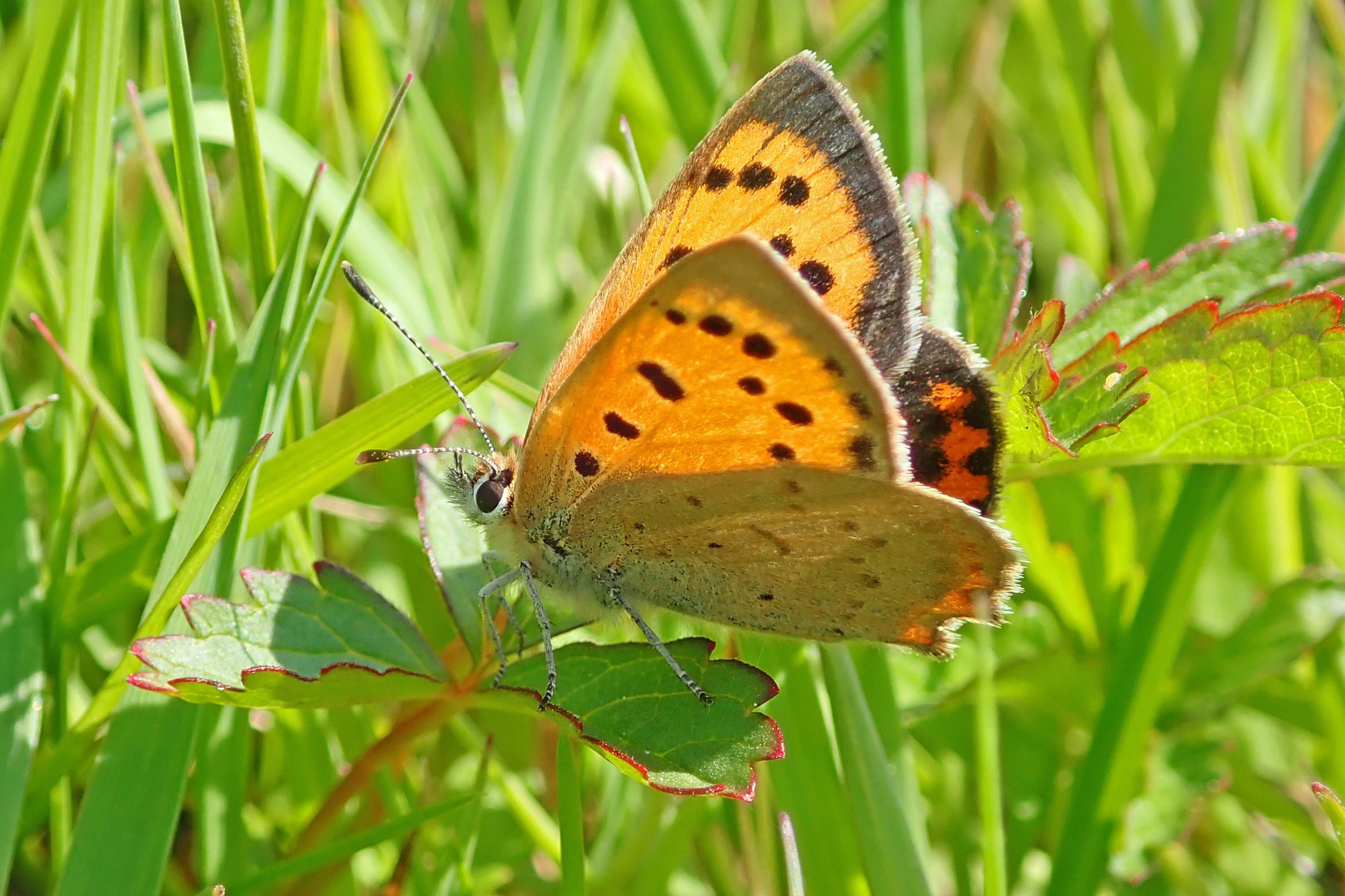 220512 small copper (2)