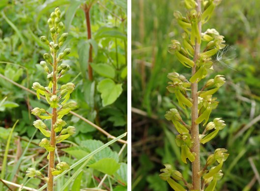 220515 twayblades (1)