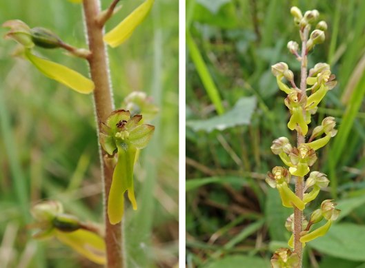 220515 twayblades (2)