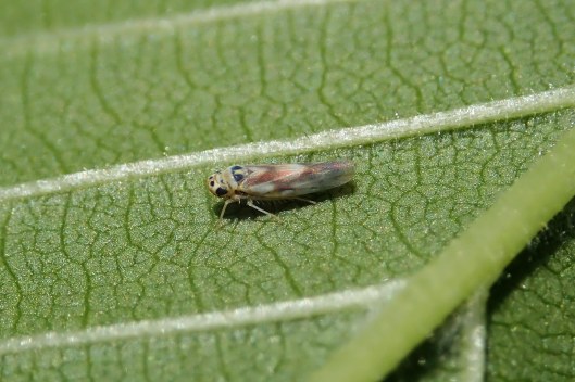 220516 Arboridia ribauti