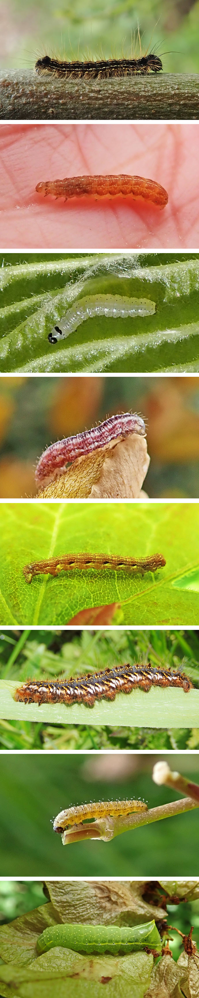 220519 caterpillars