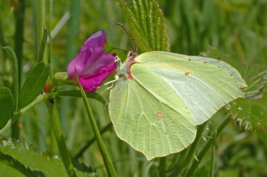 220520 vetch and ants (1)