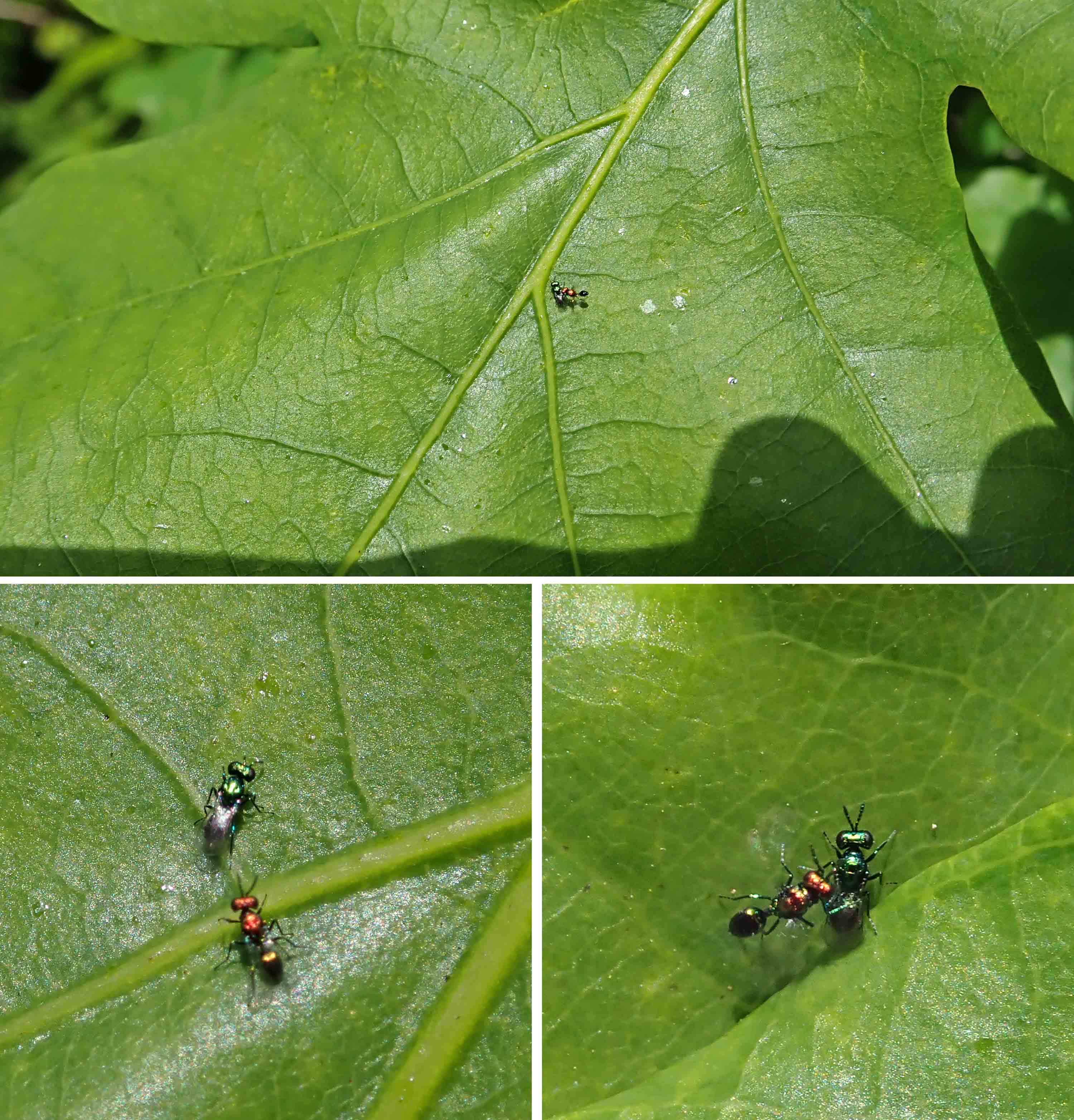 220521 Eulophidae parasitic wasp