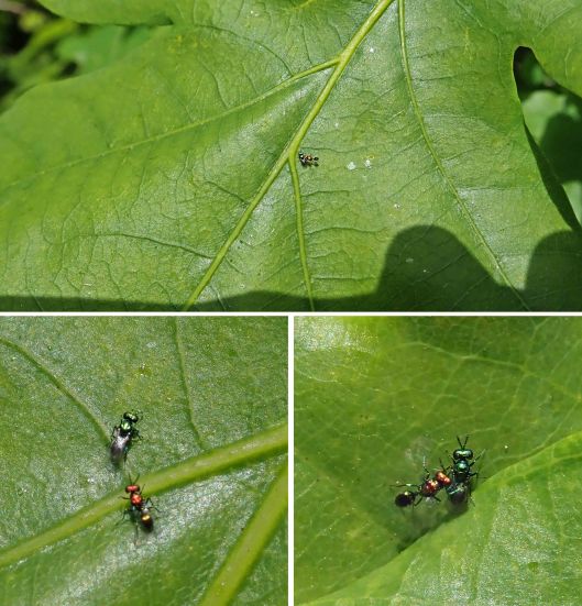 220521 Eulophidae parasitic wasp