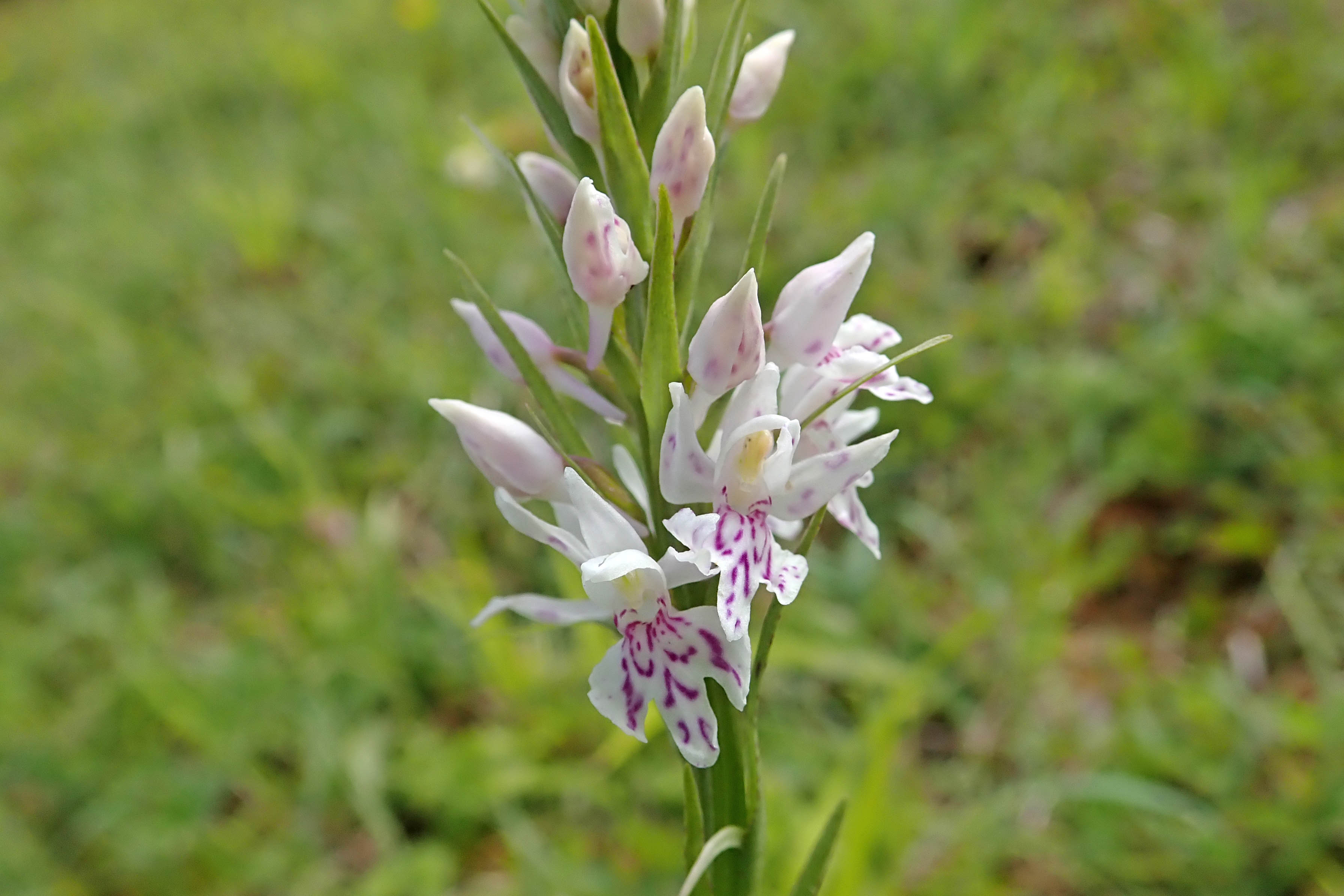 220522 common spotted-orchid (2)