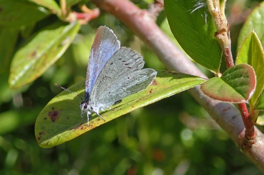220524 holly blue