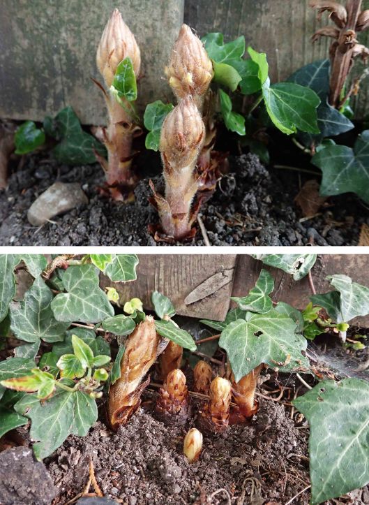 220527 ivy broomrape