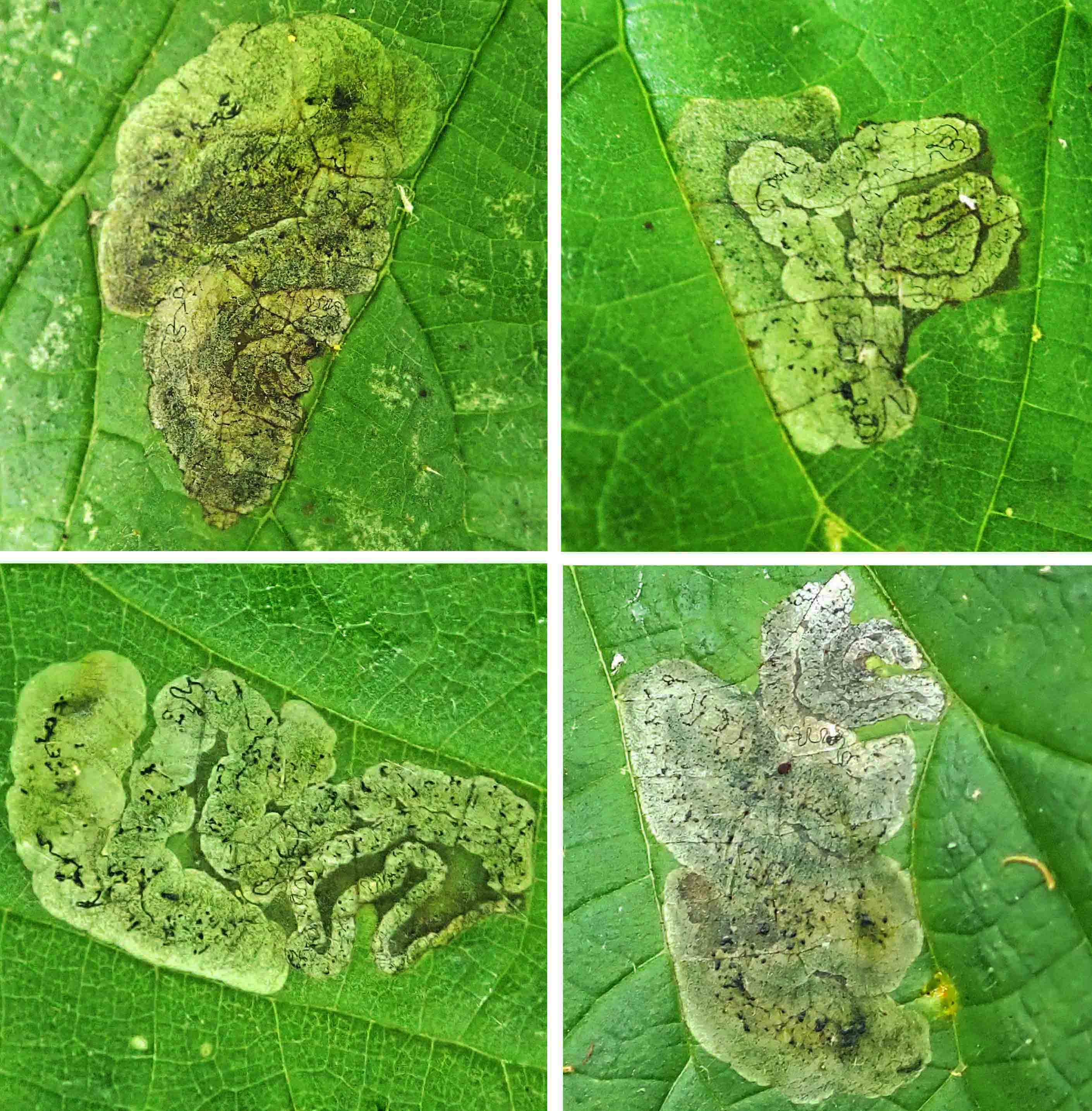 220530 Agromyza anthracina (1)