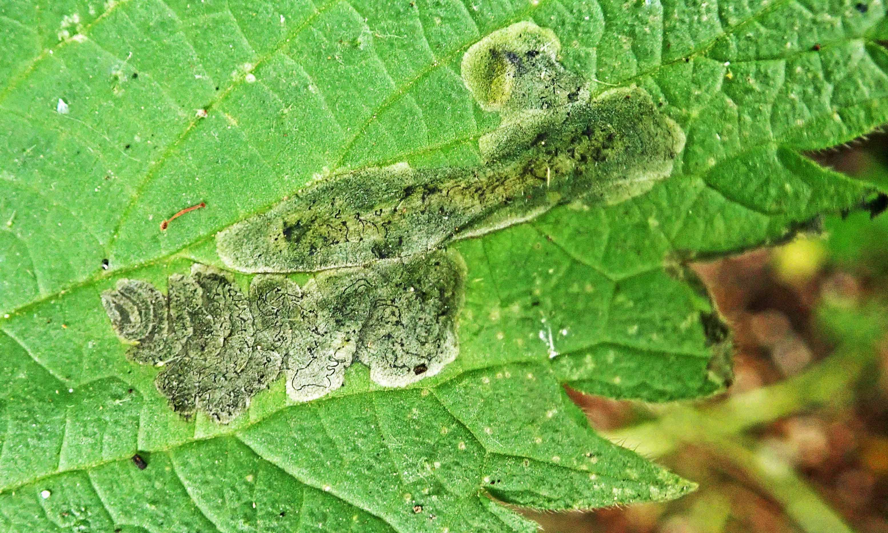 220530 Agromyza anthracina (2)