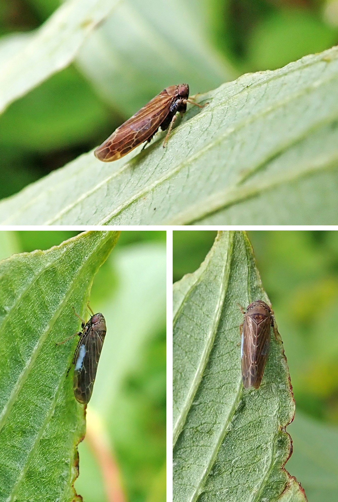 220531 Speudotettix subfusculus