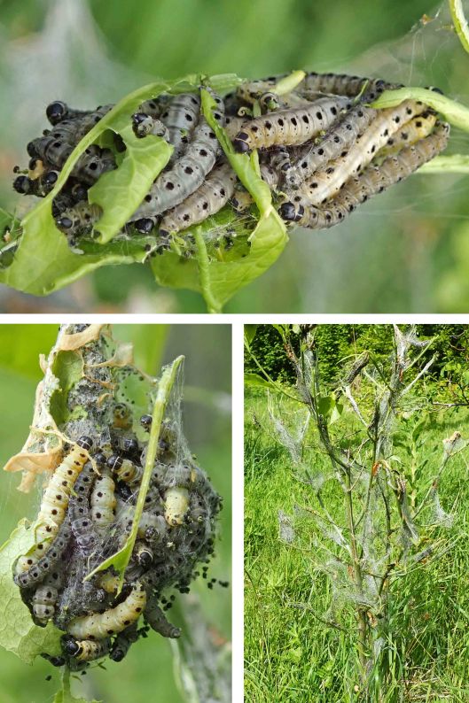 220604 spindle ermine 1 larvae