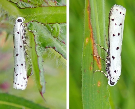 220604 spindle ermine 3 adults