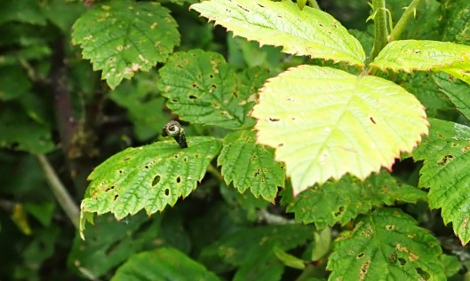 220606 Coleophora anatipennella (1)