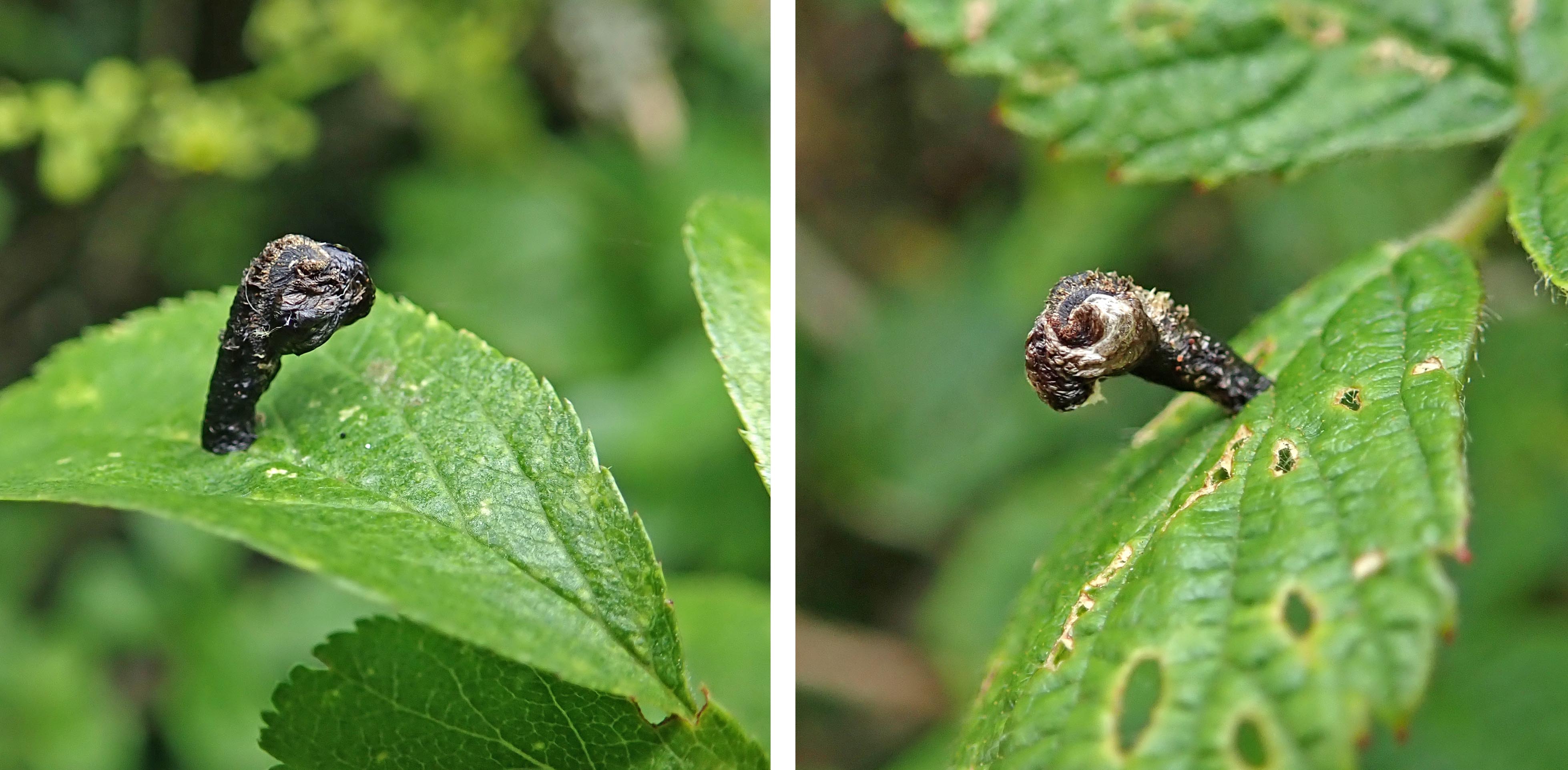 220606 Coleophora anatipennella (2)