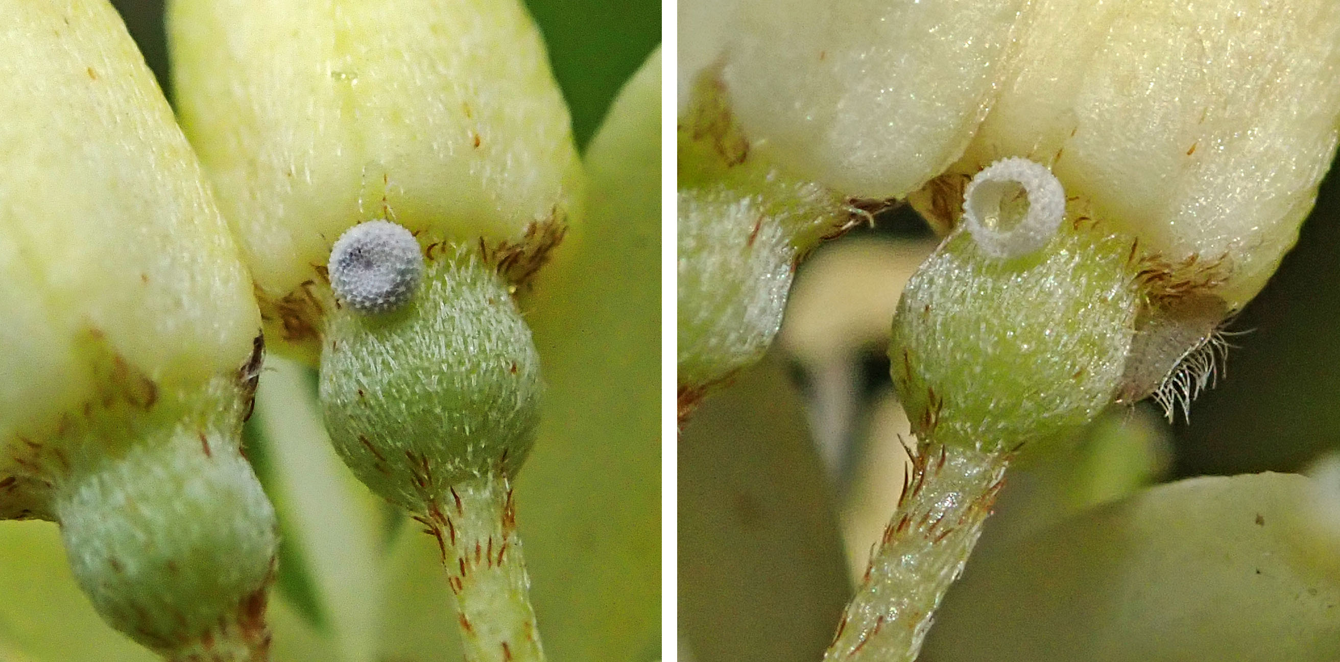 220607 holly blue egg and larva