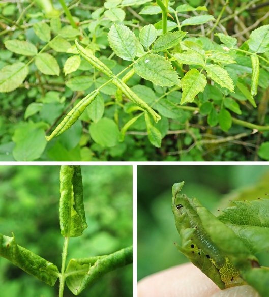 220609 Blennocampa phyllocolpa