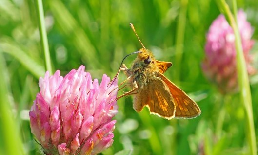 220610 large skipper (1)