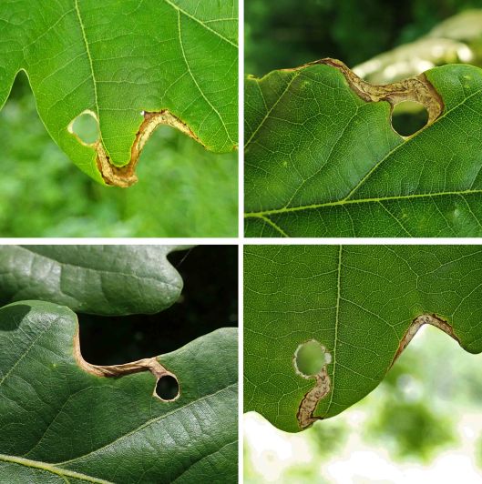 220613 Orchestes signifer