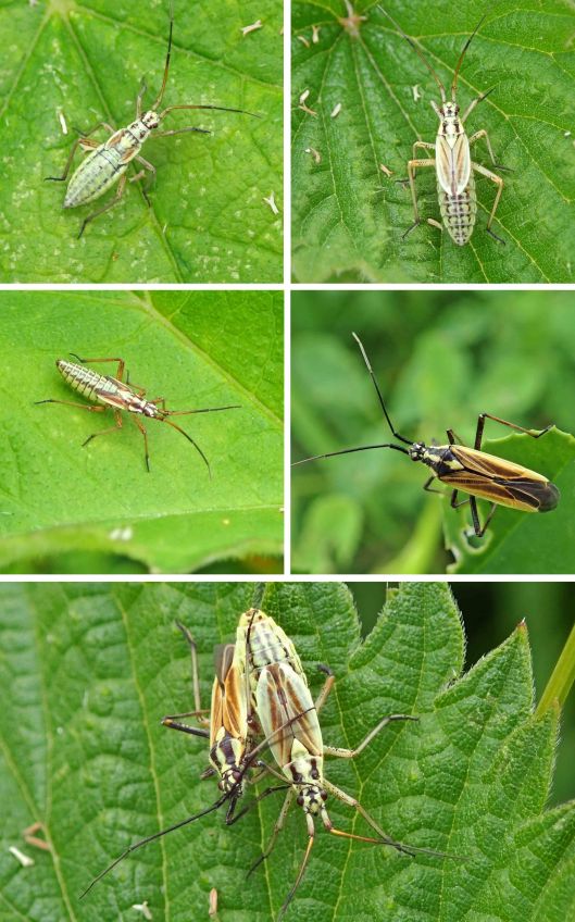 220615 Leptopterna dolabrata