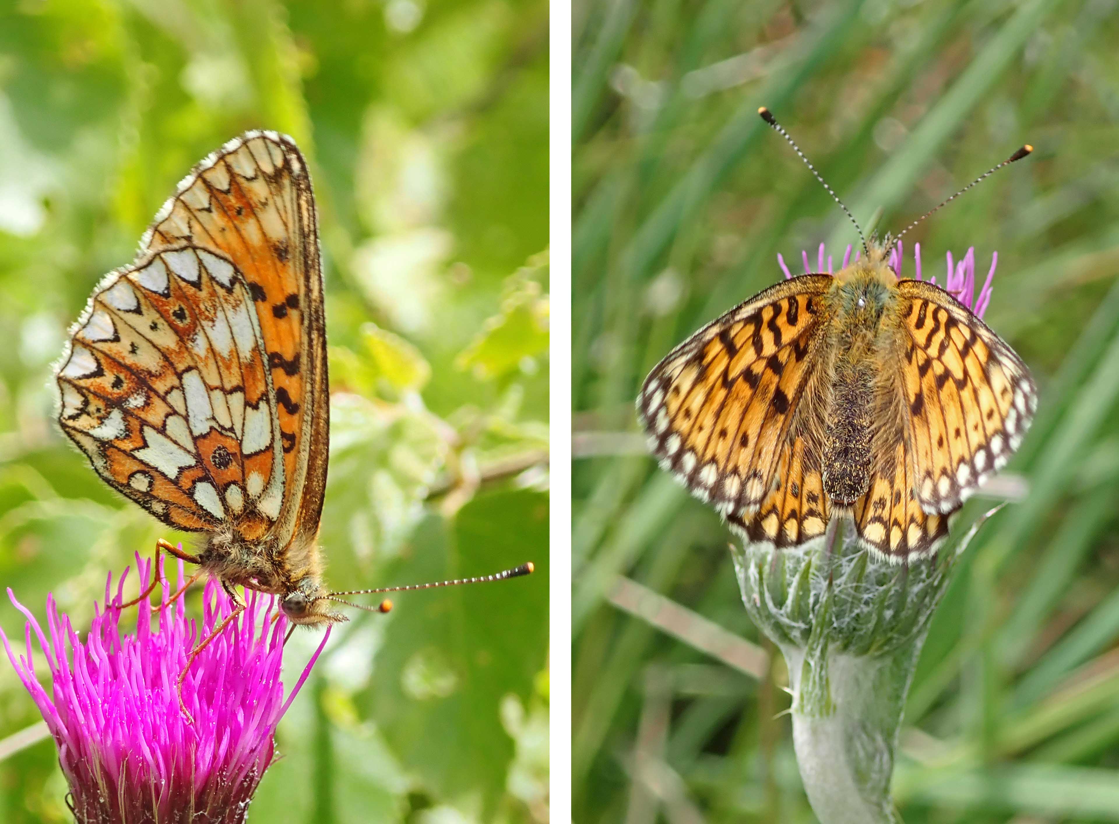 220616 small pearl-bordered fritillary