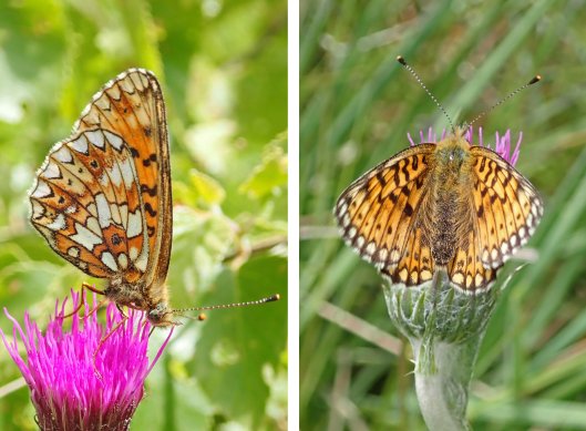 220616 small pearl-bordered fritillary