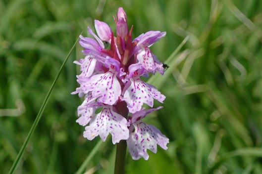 220619 heath spotted-orchid (1)