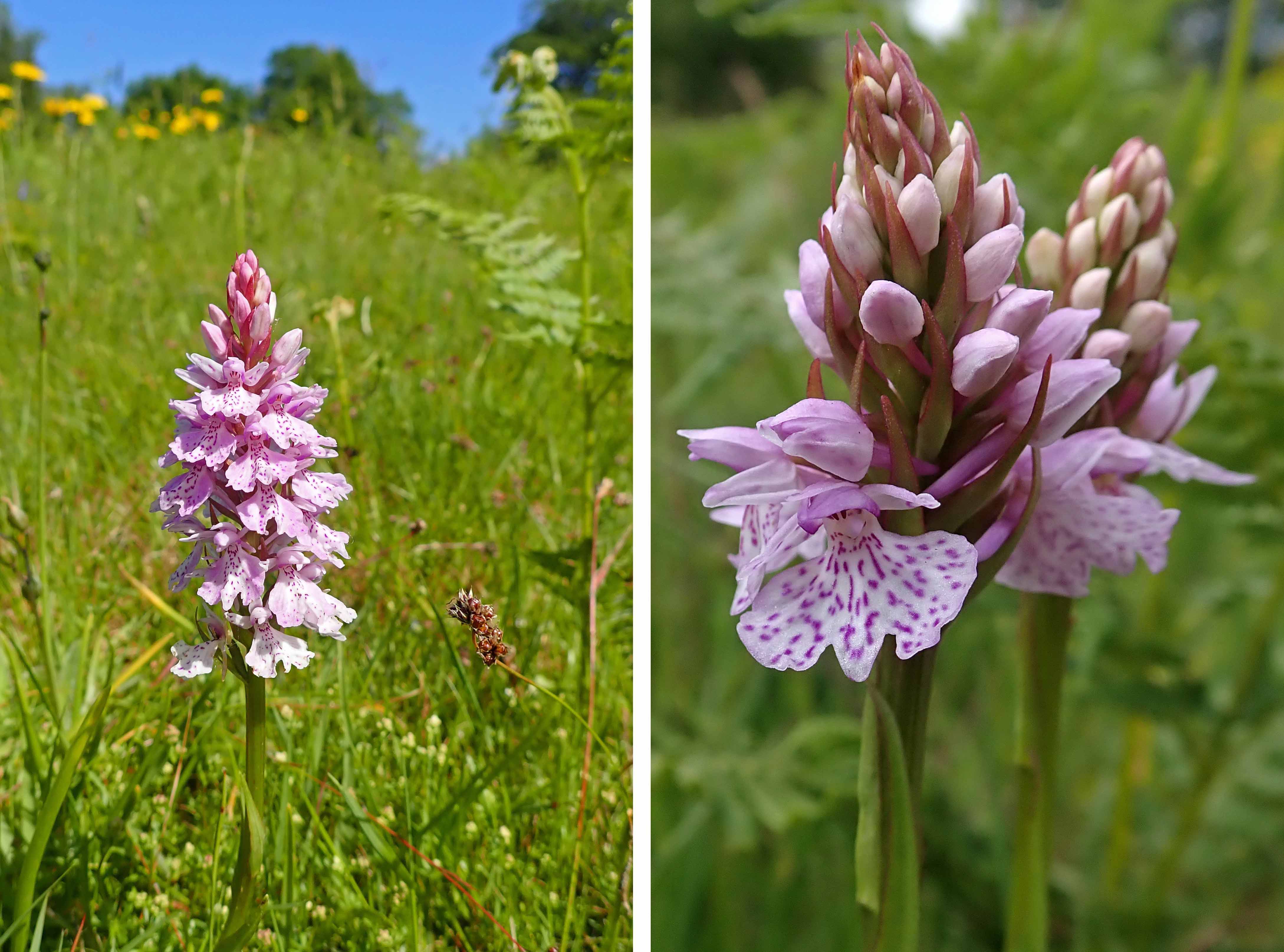 220619 heath spotted-orchid (2)