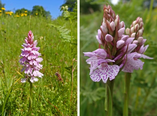 220619 heath spotted-orchid (2)