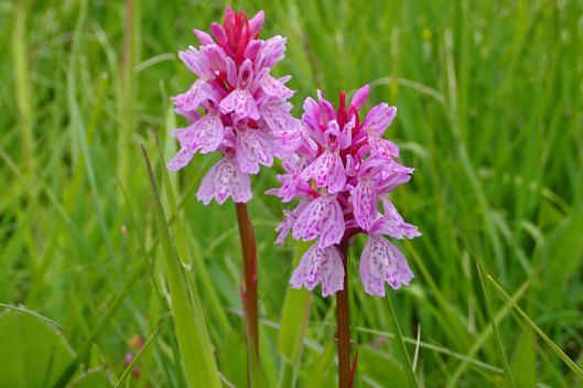 220619 heath spotted-orchid (3)
