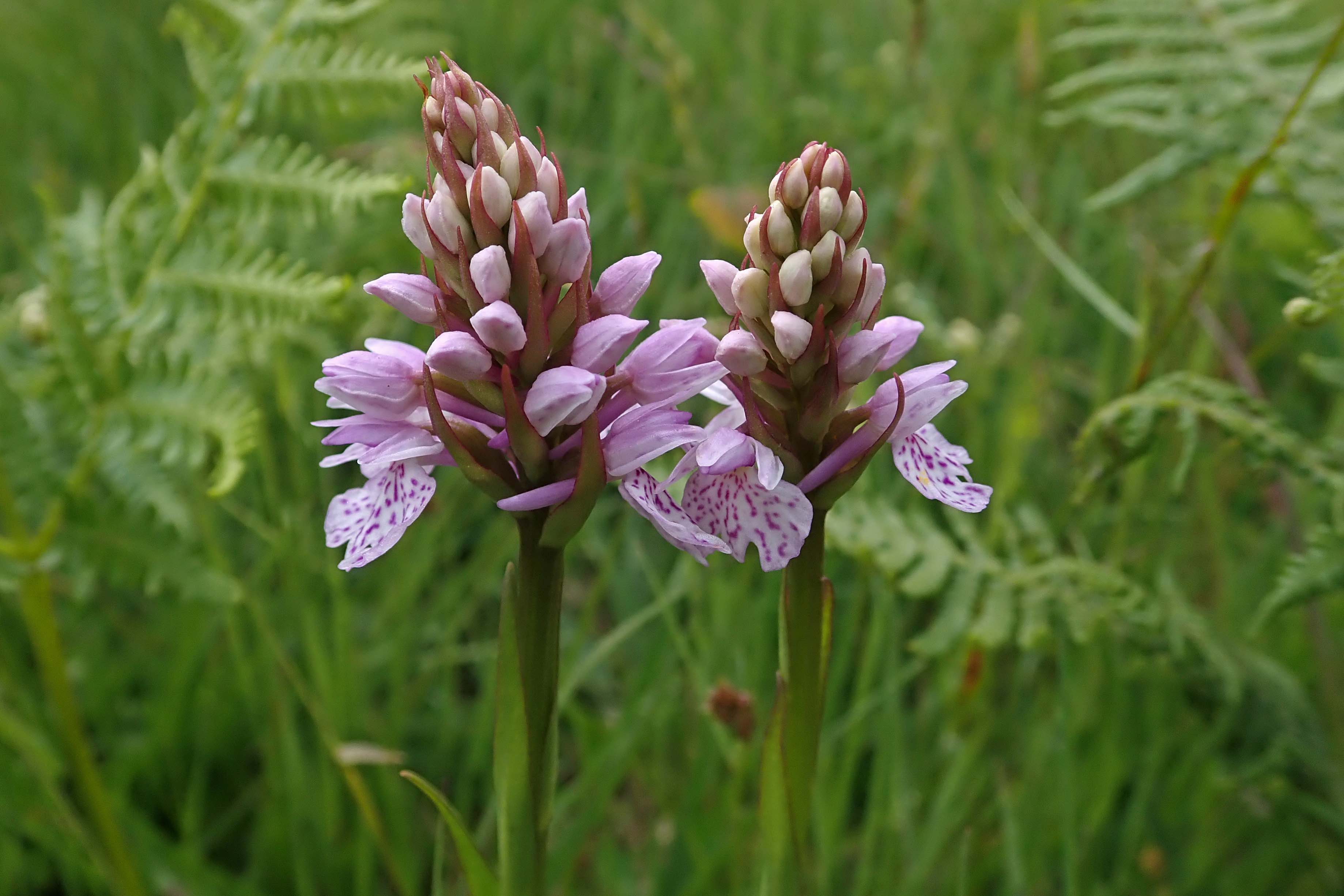 220619 heath spotted-orchid (4)