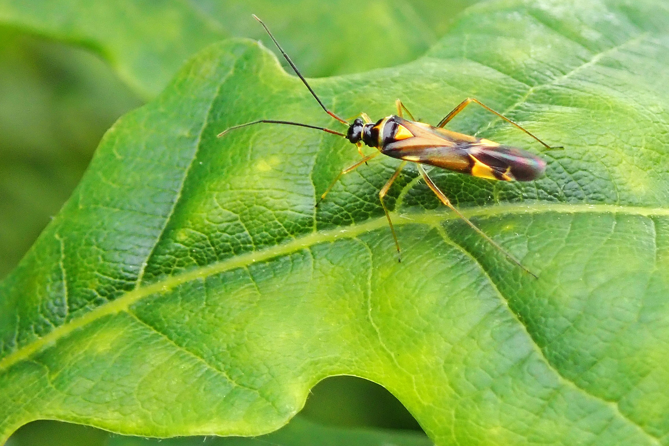 220621 Cyllecoris histrionius