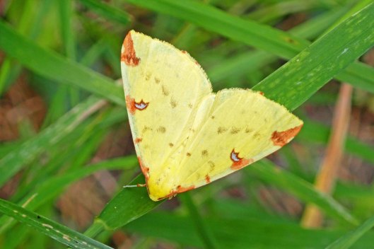 220625 brimstone moth (1)