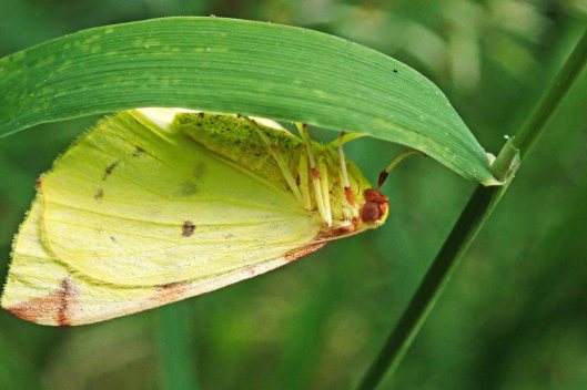 220625 brimstone moth (2)