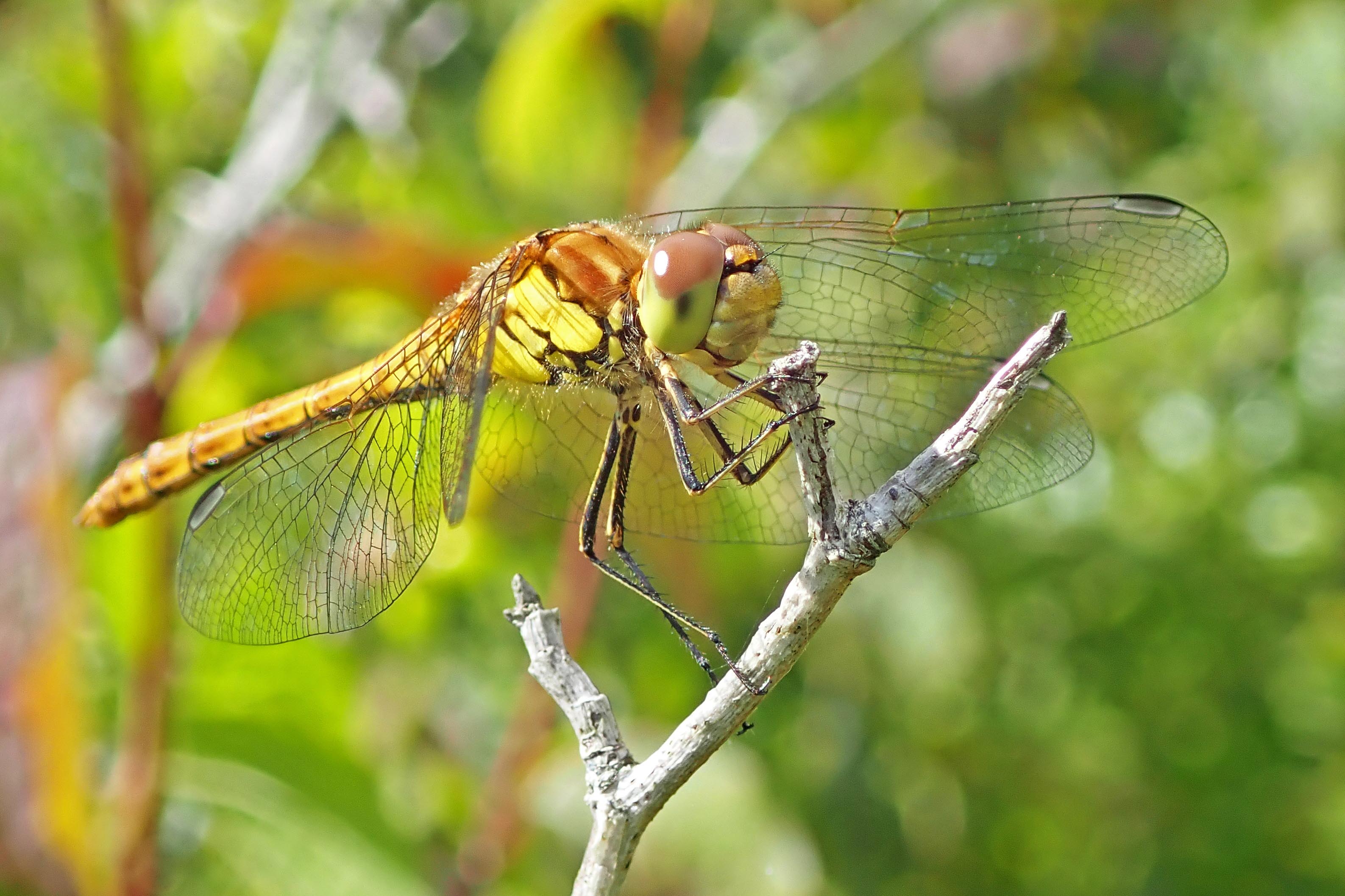 220701 common darter