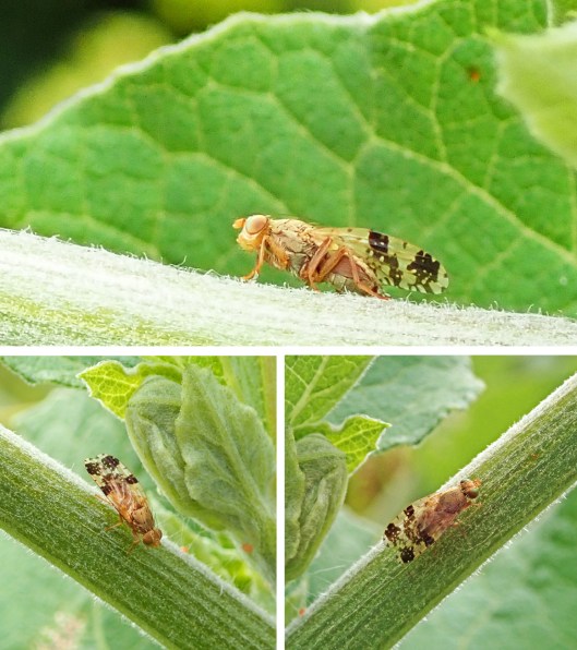 220702 Tephritis bardanae