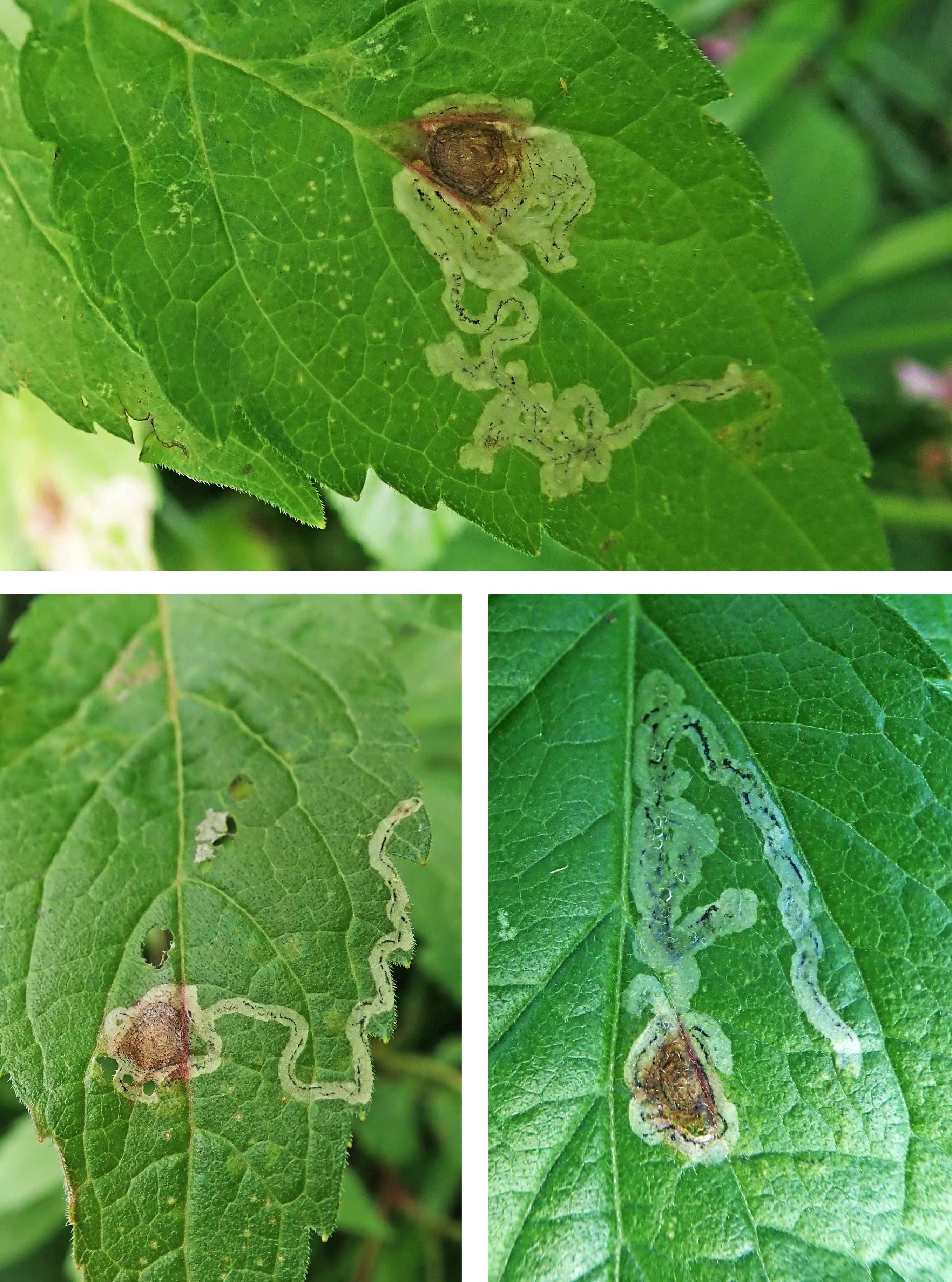 220704 Liriomyza eupatorii