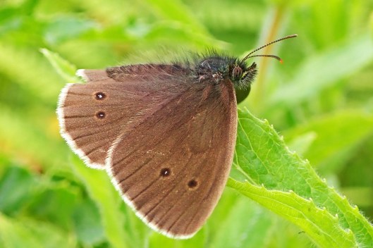 220705 ringlet (1)