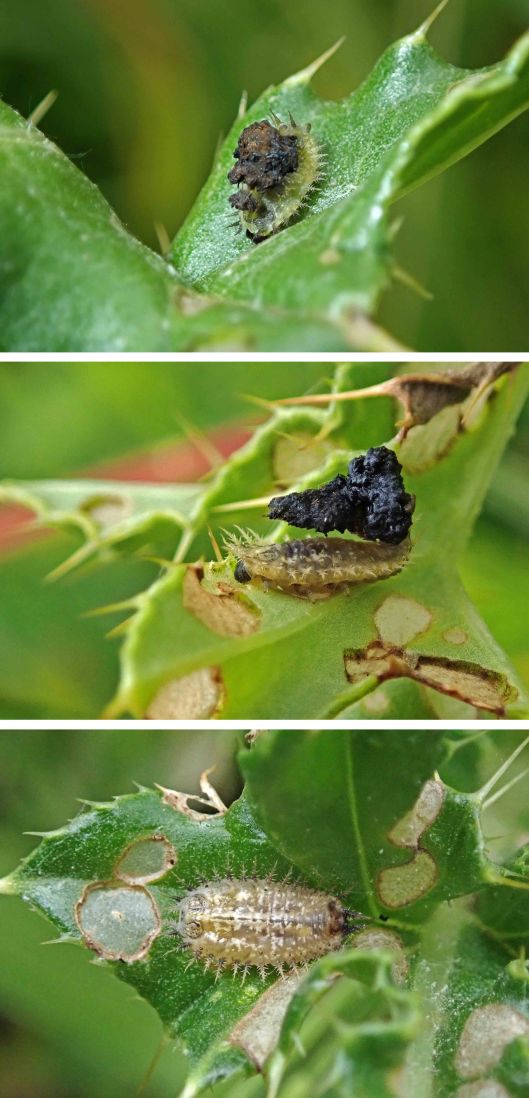 220707 thistle tortoise beetle larvae